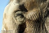 BPP01092421 Aziatische olifant / Elephas maximus