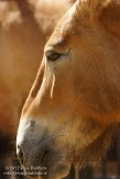 BDP01127404 przewalskipaard / Equus ferus przewalskii