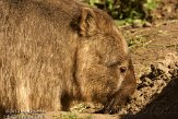 BDP01127446 wombat / Vombatus ursinus