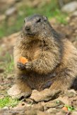 BWH01162253 alpenmarmot / Marmota marmota