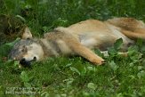 BDH01134643 Europese wolf / Canis lupus lupus