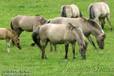 BDH01134672 tarpan / Equus ferus ferus