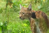 BLR01135307 Euraziatische lynx / Lynx lynx