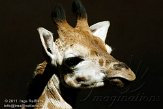 CZP0111515 Rothschildgiraffe / Giraffa camelopardalis rothschildi