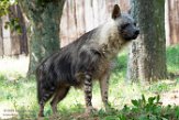 CZP01194204 bruine hyena / Parahyaena brunnea