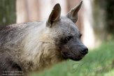 CZP01194212 bruine hyena / Parahyaena brunnea