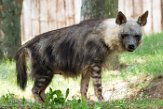 CZP01194219 bruine hyena / Parahyaena brunnea