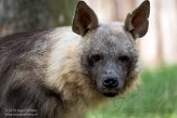 CZP01194227 bruine hyena / Parahyaena brunnea