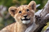 FCL01192743 Afrikaanse leeuw / Panthera leo