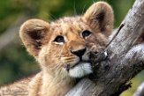 FCL01192746 Afrikaanse leeuw / Panthera leo