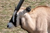 FCL01204481 gemsbok / Oryx gazella