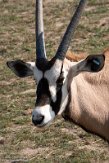 FCL01204482 gemsbok / Oryx gazella