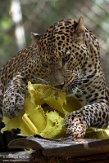 FCL01204512 Sri Lanka panter/ Panthera pardus kotiya