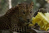 FCL01204538 Sri Lanka panter/ Panthera pardus kotiya