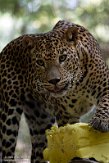 FCL01204556 Sri Lanka panter/ Panthera pardus kotiya