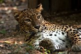 FCL01204599 Sri Lanka panter/ Panthera pardus kotiya