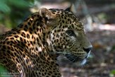 FCL01204622 Sri Lanka panter/ Panthera pardus kotiya