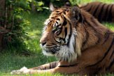 FZC01192991 Sumatraanse tijger / Panthera tigris sumatrae