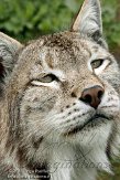 FFM01103406 Euraziatische lynx / Lynx lynx