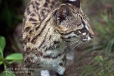 FMZ01085083 oncilla / Leopardus tigrinus