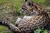 FMZ01085088 oncilla / Leopardus tigrinus