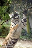 FMZ01085320 Siberische tijger / Panthera tigris altaica