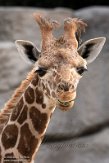FZP01203560 Rothschildgiraffe / Giraffa camelopardalis rothschildi