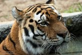 FZP01203569 Siberische tijger / Panthera tigris altaica