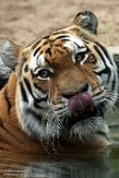 FZP01203571 Siberische tijger / Panthera tigris altaica