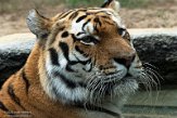 FZP01203576 Siberische tijger / Panthera tigris altaica