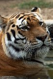 FZP01203578 Siberische tijger / Panthera tigris altaica
