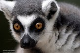 FZP01203595 ringstaartmaki / Lemur catta