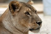 FZP01203694 Afrikaanse leeuw / Panthera leo