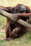 FZP01203711 Borneo orang-oetan / Pongo pygmaeus