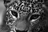 FZP01203727 Sri Lanka panter/ Panthera pardus kotiya