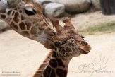 FZP01203739 Rothschildgiraffe / Giraffa camelopardalis rothschildi