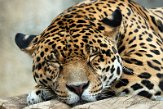 FZP01203745 jaguar / Panthera onca