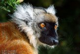 FPF01142252 moormaki / Eulemur macaco