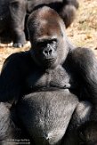 FVS01203863 westelijke laaglandgorilla / Gorilla gorilla gorilla