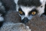 FVS01203931 ringstaartmaki / Lemur catta