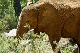 FLF01095822 Zuid-Afrikaanse olifant / Loxodonta africana africana