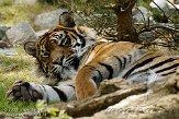 FLF01095876 Sumatraanse tijger / Panthera tigris sumatrae
