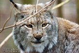 DEA01150924 Euraziatische lynx / Lynx lynx