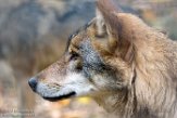 DBA01186747 Europese wolf / Canis lupus lupus