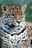 DTA0109B350 jaguar / Panthera onca