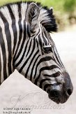 DGD01104692 Damara zebra / Equus quagga burchellii