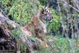 DZD01165740 Siberische tijger / Panthera tigris altaica