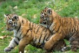 DZD01165773 Siberische tijger / Panthera tigris altaica