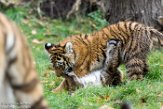 DZD01165776 Siberische tijger / Panthera tigris altaica
