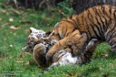 DZD01165778 Siberische tijger / Panthera tigris altaica